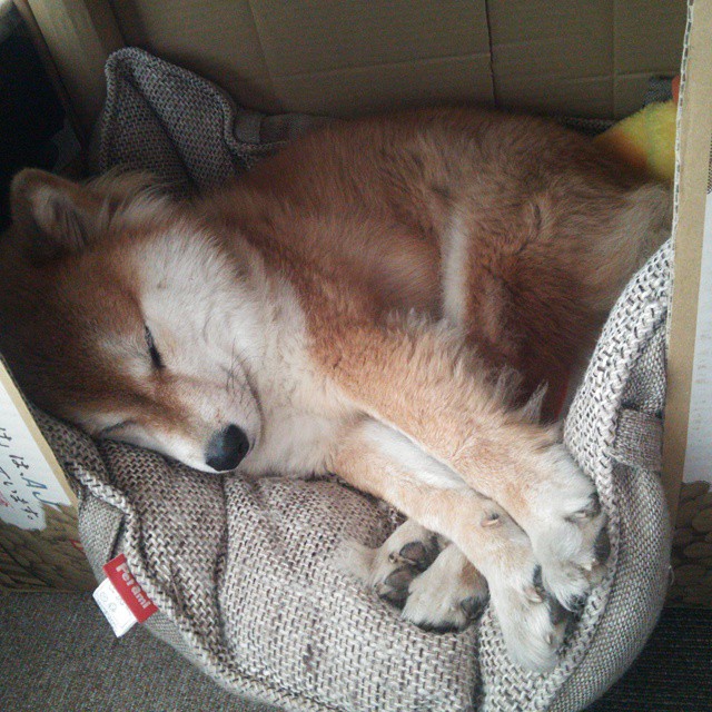 森林狼节奏掌控火箭，莫兰特在F1新赛季揭幕战接管比赛