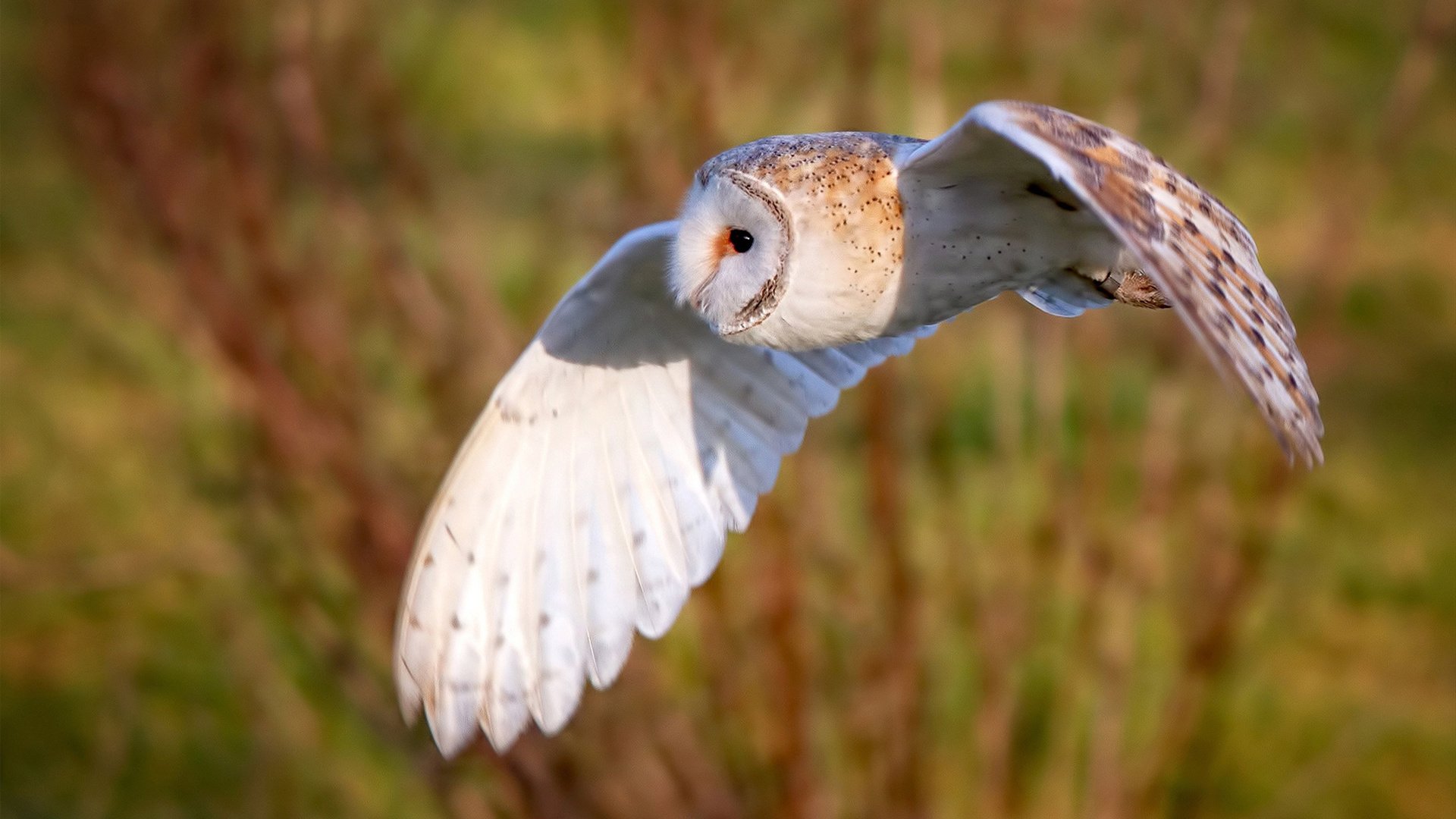 铁骑踏破密城，霍勒迪单兵爆破，战术碾压雄鹿防线